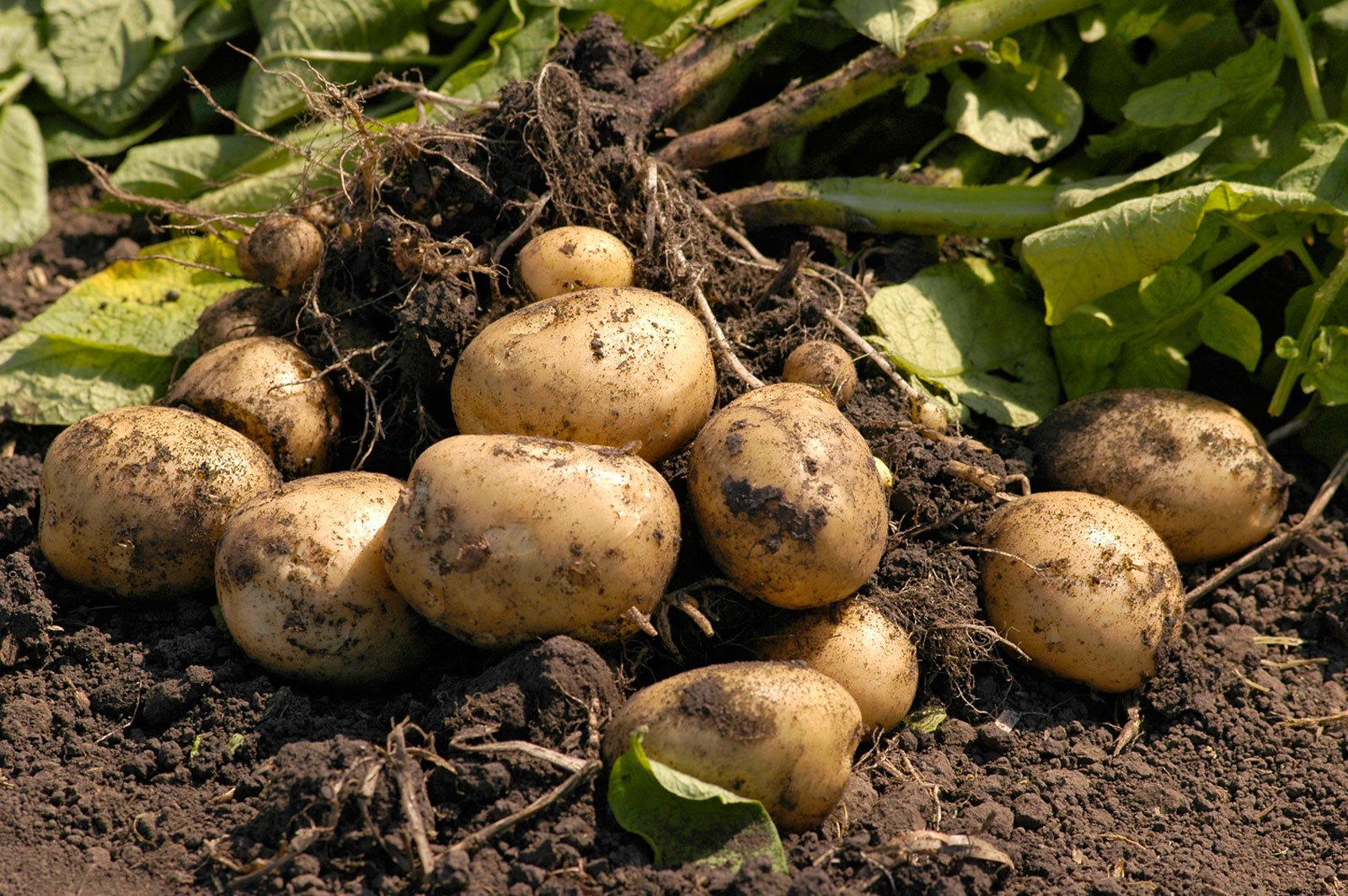 В Иркутской области урожай картофеля и овощей превысил показатели 2021 года