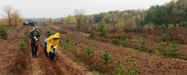 Свыше 1,3 млн деревьев и кустарников высадят в Волгоградской области до конца осени