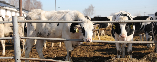 В Раменском г.о. модернизируют производство молока АПК «Вохринка»