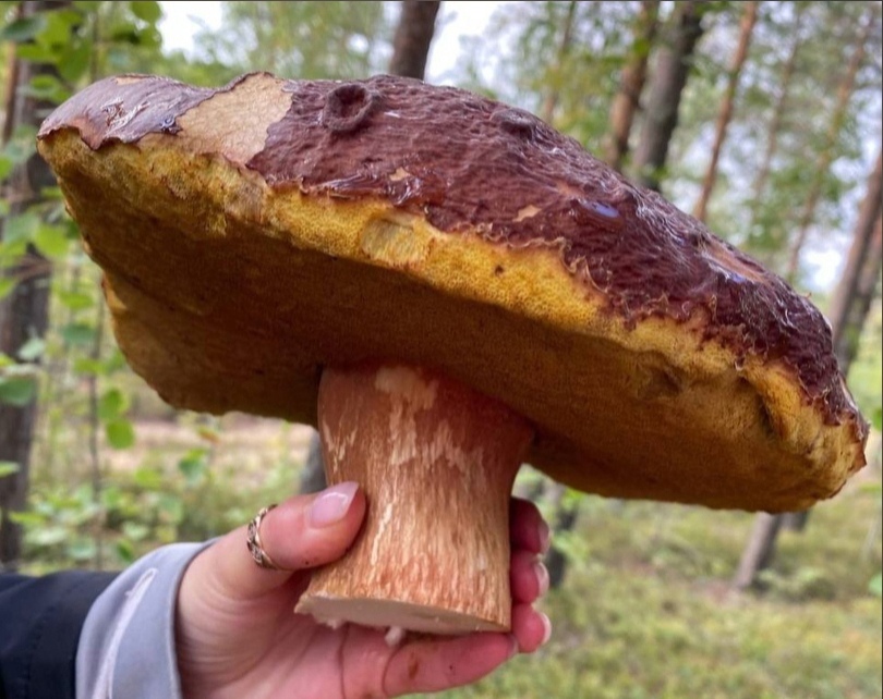 Жители Москвы заметили гигантские грибы, которые выросли после дождя