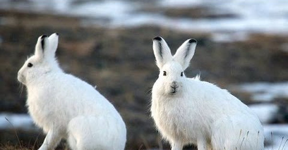 В Якутии министерство экологии проверит информацию об убитых охотниками зайцах