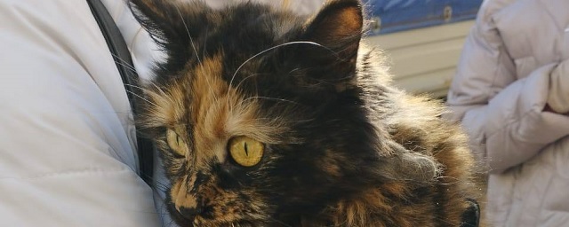 Кошку Мику в Ейске нашли спустя 15 дней после крушения СУ-34