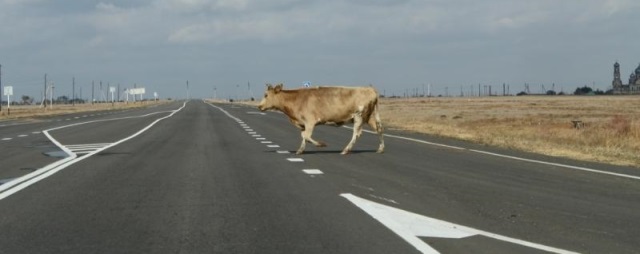 В Астраханской области организовали акцию по отлову и доставке безнадзорных коров на штрафстоянку