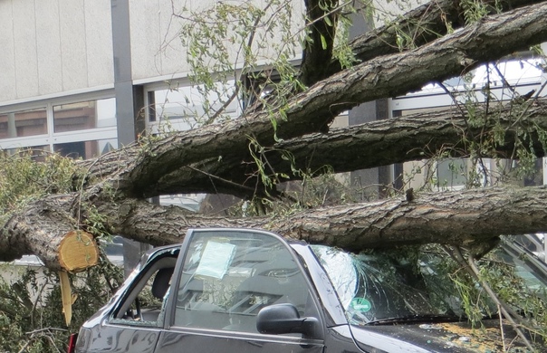 В Воронеже сильный ветер повалил несколько деревьев на автомобили
