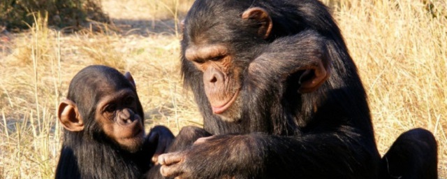 Биологи обнаружили, что обезьяны способны хвастаться