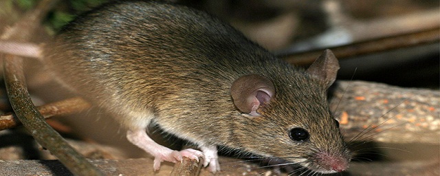 В Самарской области зарегистрирован рост заболеваемости мышиной лихорадкой