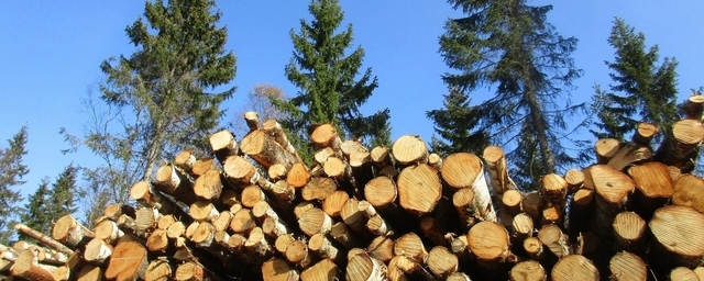 В лесах Ульяновской области за неделю выявили четыре незаконные рубки деревьев