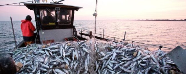 Россия и Эстония определили объем квот на вылов рыбы в приграничных озерах