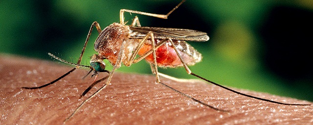 В Южной Осетии выявили болезни, нетипичные для региона, которые разносят комары и клещи