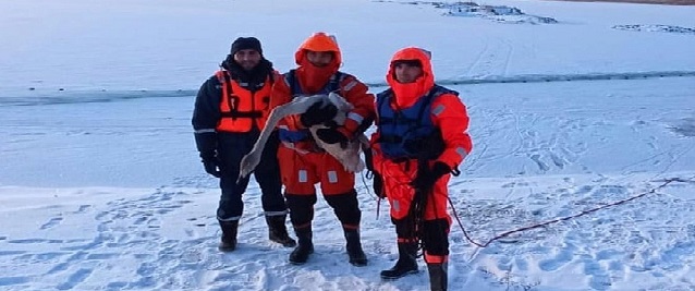 В Челябинской области спасли двух лебедей, которые замерзали на озере