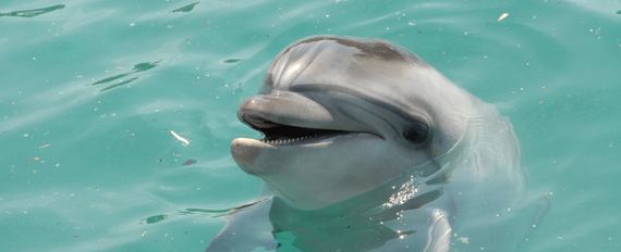 Полиция Севастополя организовала проверку информации о выброшенных из дельфинария дельфинах