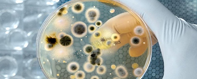 The Lancet: бактериальные инфекции занимают второе место по причине смерти