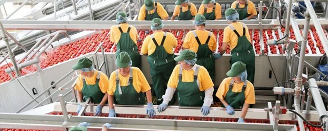 В астраханском тепличном хозяйстве планируют собрать первый урожай томатов в декабре