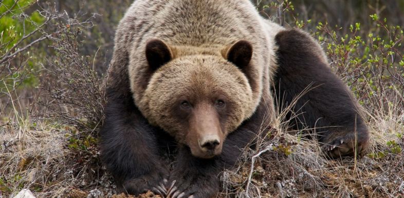 В Японии медведь разорвал на части вошедшего к нему в клетку хозяина