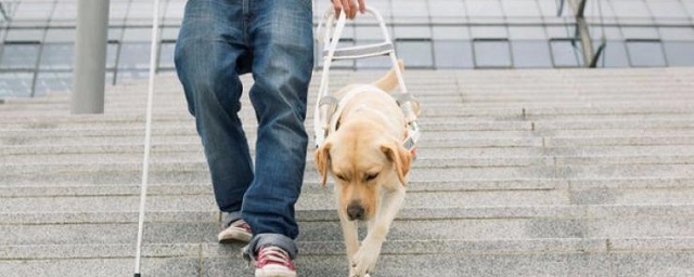 В ЗакС Петербурга предложили доплачивать инвалидам по зрению на содержание собак-поводырей