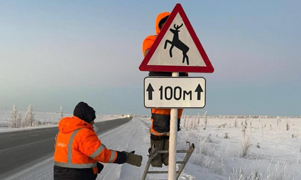 На трассе Салехард – Надым меняют дорожные знаки с «Домашнего скота» на «Диких животных»