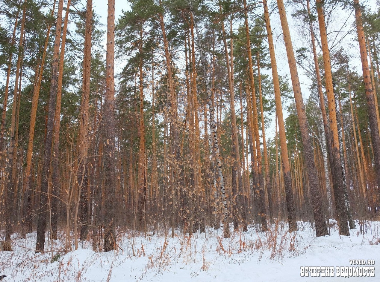 В Кемеровской области по делу о незаконной рубке леса задержаны 13 чиновников