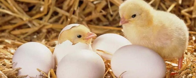 Ученые выяснили, что яблочный сок, введенный в яйцо, улучшает здоровье цыплят
