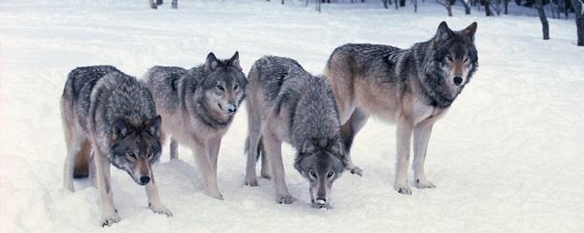 В Пермском крае закрыли лыжную базу из-за появления волков