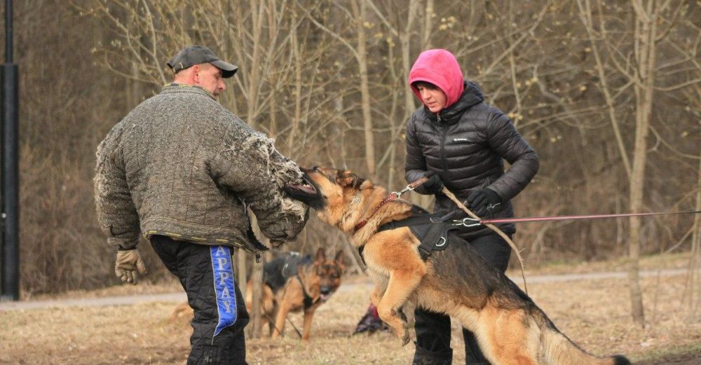 В Красногорске школа дрессировки «К-9» поможет воспитать собаку