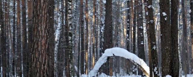 В Бердске мужчина замёрз насмерть недалеко от лыжной базы