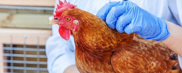 Жительницу Курской области через суд заставили вакцинировать от гриппа домашнюю птицу