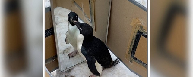 bioRxiv: пингвины продемонстрировали наличие самосознания в зеркальных тестах