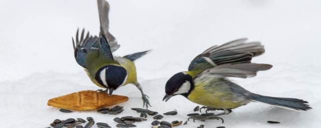 Орнитологи Татарстана рассказали, почему нельзя кормить птиц пищевыми отходами