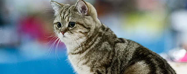 В г.о. Красногорск прошла международная выставка кошек WINTER CAT SHOW 2022