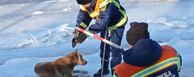 В Саратовской области спасли примерзшую ко льду бездомную собаку