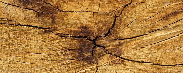 Учёные установили две древние солнечные вспышки по анализу древесных колец