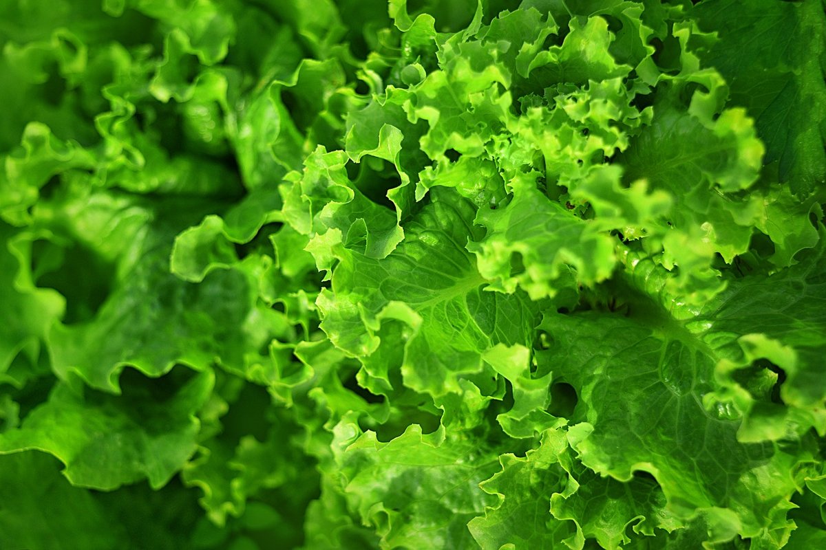 Диетолог Денисова назвала пять причин есть листовой салат