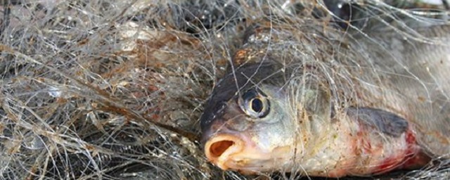В Астрахани на Кривой Болде задержан браконьер, ловивший рыбу сетью