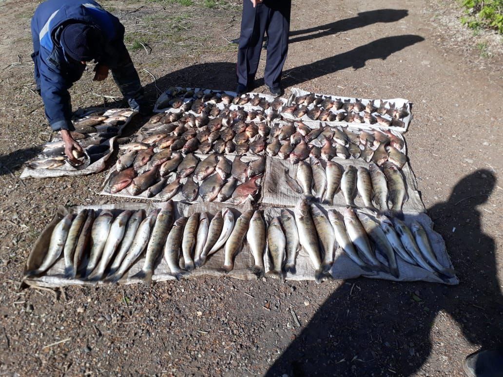 В Астрахани сотрудники полиции задержали еще двух браконьеров