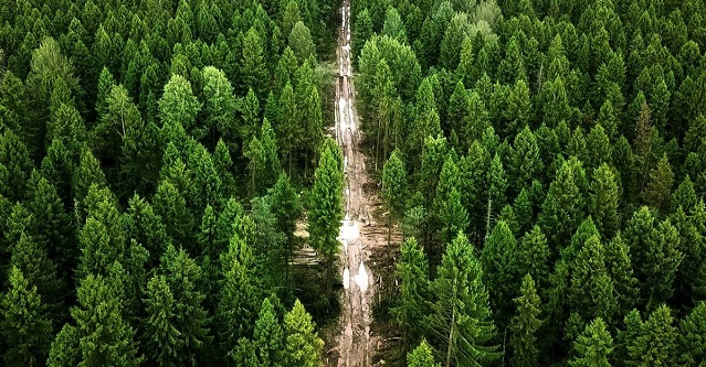 Лесной фонд Тверской области увеличился на 54 тысячи гектаров