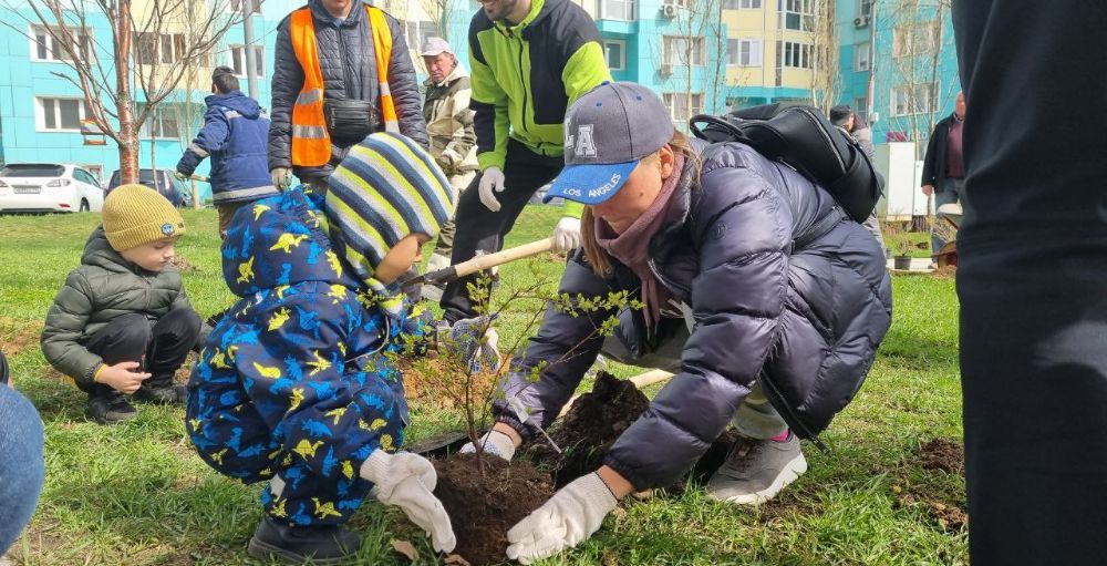 В микрорайоне Павшинская пойма г.о. Красногорск высадили 150 деревьев