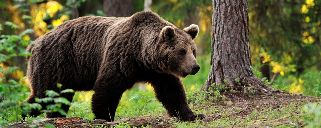В Иркутской области смертельно раненый медведь загрыз охотника