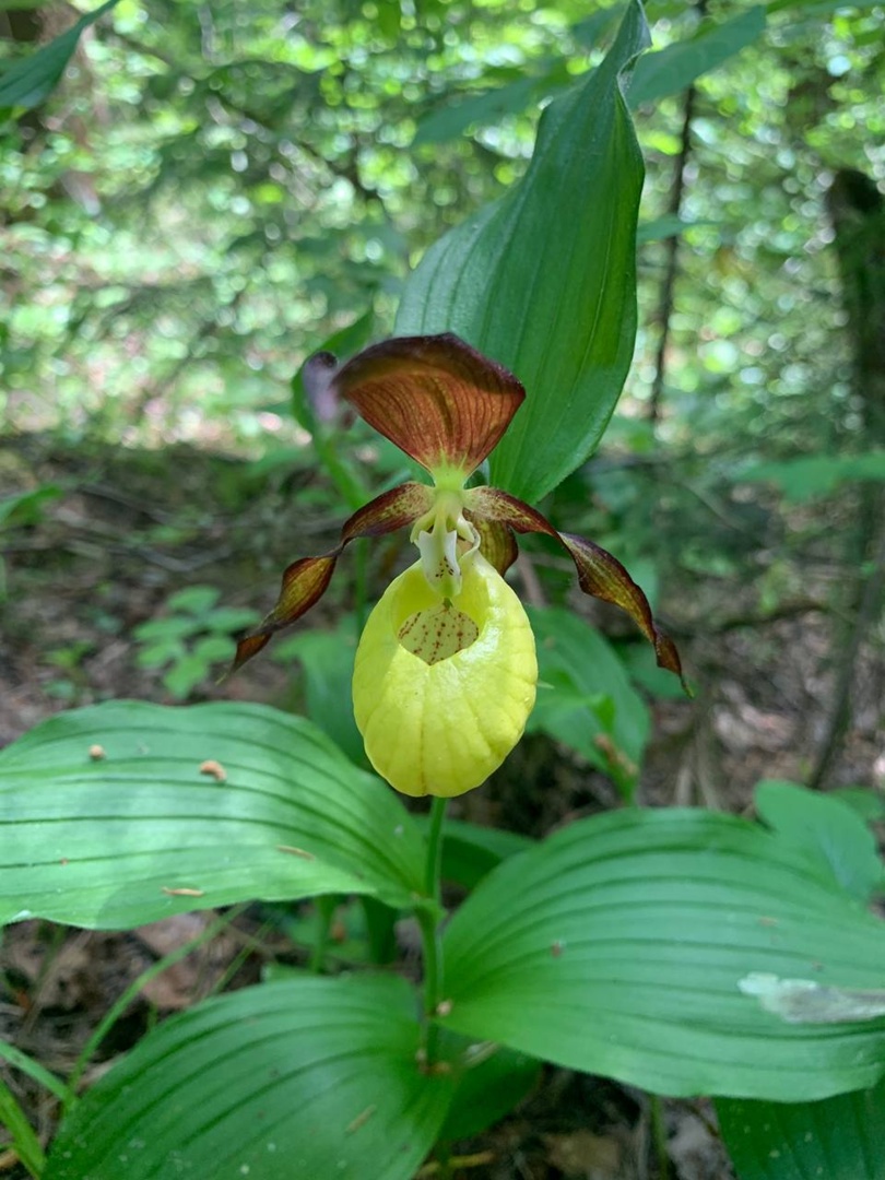 В Коняшинском лесу зацвела краснокнижная орхидея «Венерин башмачок»
