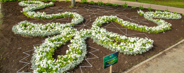 В Сестрорецком парке 2 июля торжественно откроют Клинский фестиваль «Вальс цветов»