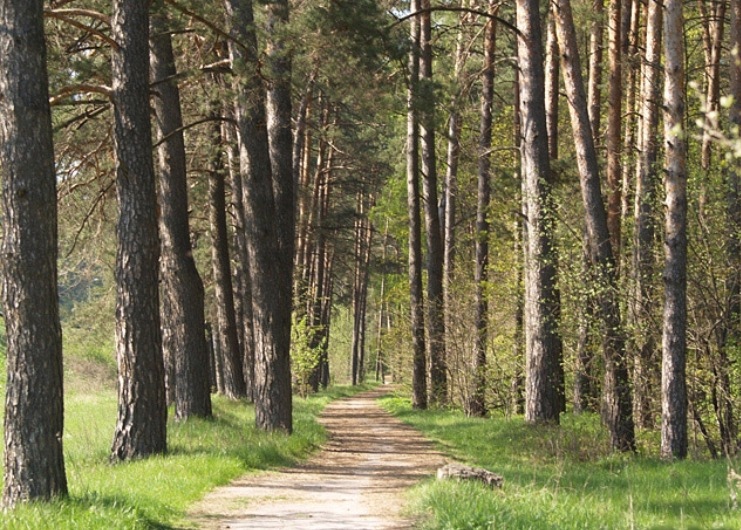 В Калужской области проведут санитарную вырубку леса на площади 4,6 га