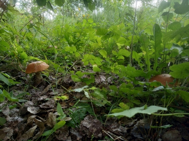 В Красноярском крае полиция разыскивает двух пропавших грибников