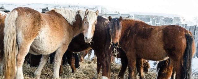 Заводчики из ЯНАО получат 12 млн рублей на сохранение популяции приобских лошадей