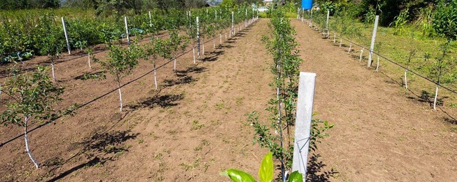 В Карачаево-Черкесии к 2030 году в два раза увеличат площадь садов
