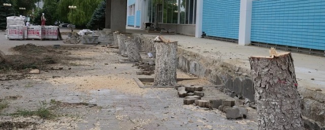 В Ростове у бассейна «Волна» собственник срубил многолетние ели