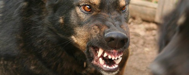 В Астрахани собаки напали на мальчика, гулявшего во дворе