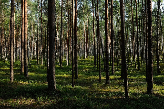 С начала пожароопасного сезона в Тверской области ликвидировали 12 лесных пожаров   