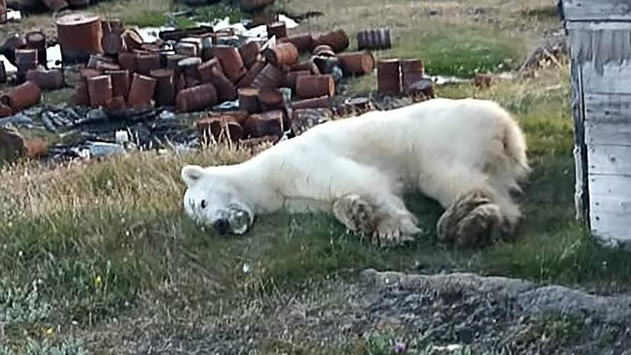 В Красноярском крае спасли белого медведя с застрявшей во рту жестяной банкой
