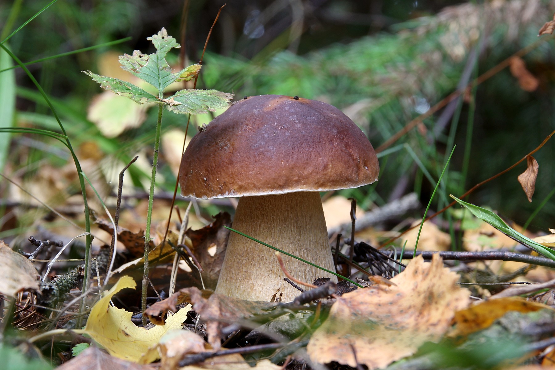 Специалист по грибам Федотов заявил о нашествии ядовитых грибов в Подмосковье