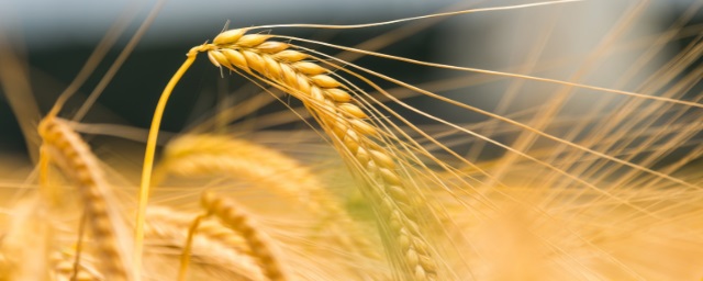 Омские ученые вывели твердый сорт пшеницы для макарон взамен итальянской