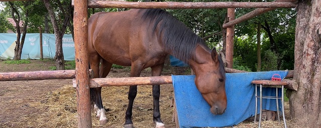 В Петербурге прокуратура проверяет хозяйку конюшни, избившую лошадь лопатой
